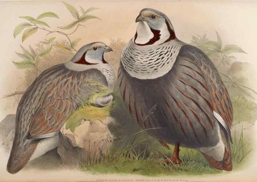 Reproducción/Reproduction 48630927422: Birds of Asia / by John Gould.. London :Printed by Taylor and Francis, pub. by the author,1850-1883.. 