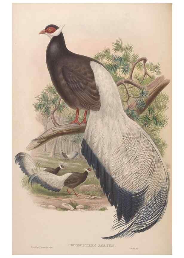 Reproducción/Reproduction 48630419498: Birds of Asia / by John Gould.. London :Printed by Taylor and Francis, pub. by the author,1850-1883.. 
