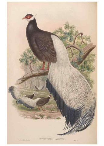 Reproducción/Reproduction 48630419498: Birds of Asia / by John Gould.. London :Printed by Taylor and Francis, pub. by the author,1850-1883.. 