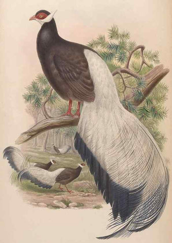 Reproducción/Reproduction 48630419498: Birds of Asia / by John Gould.. London :Printed by Taylor and Francis, pub. by the author,1850-1883.. 