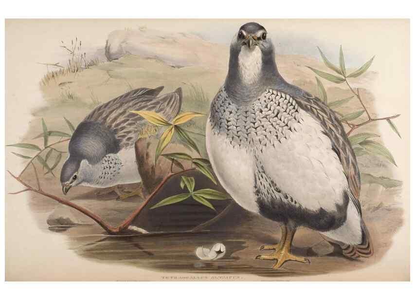 Reproducción/Reproduction 48630424153: Birds of Asia / by John Gould.. London :Printed by Taylor and Francis, pub. by the author,1850-1883.. 