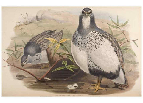 Reproducción/Reproduction 48630424153: Birds of Asia / by John Gould.. London :Printed by Taylor and Francis, pub. by the author,1850-1883.. 