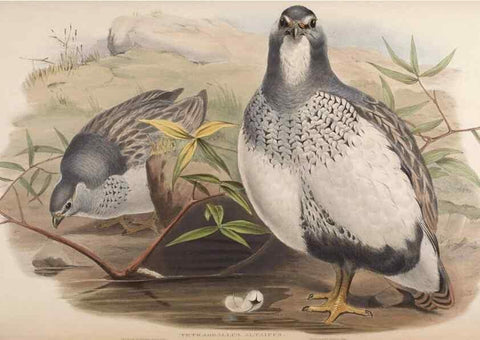 Reproducción/Reproduction 48630424153: Birds of Asia / by John Gould.. London :Printed by Taylor and Francis, pub. by the author,1850-1883.. 