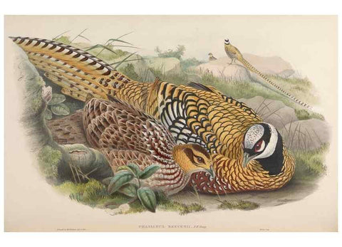Reproducción/Reproduction 48630928687: Birds of Asia / by John Gould.. London :Printed by Taylor and Francis, pub. by the author,1850-1883.. 