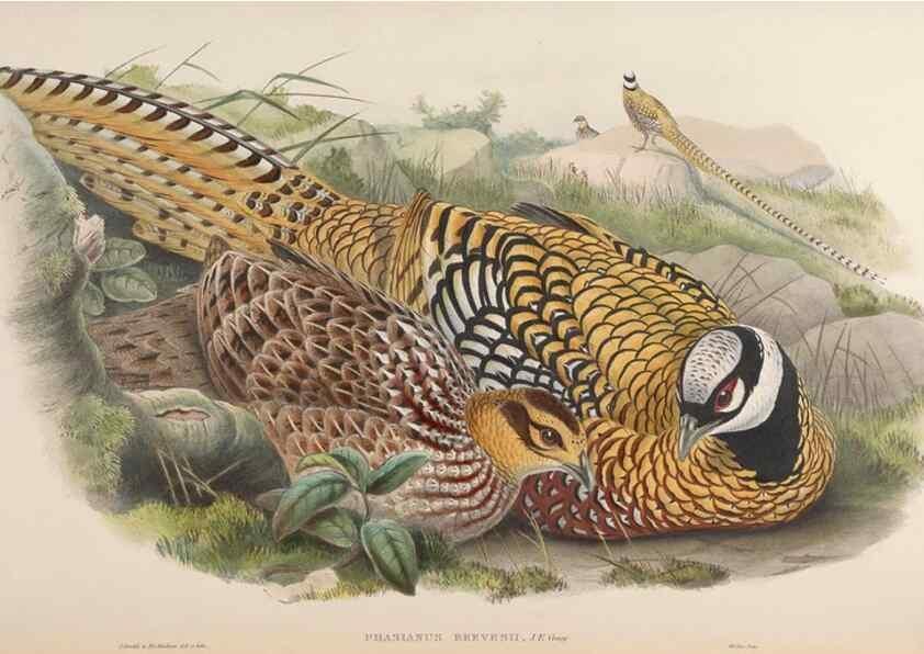 Reproducción/Reproduction 48630928687: Birds of Asia / by John Gould.. London :Printed by Taylor and Francis, pub. by the author,1850-1883.. 