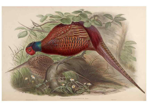 Reproducción/Reproduction 48630779566: Birds of Asia / by John Gould.. London :Printed by Taylor and Francis, pub. by the author,1850-1883.. 