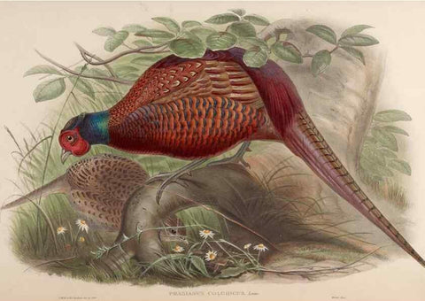 Reproducción/Reproduction 48630779566: Birds of Asia / by John Gould.. London :Printed by Taylor and Francis, pub. by the author,1850-1883.. 