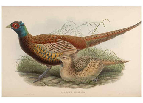 Reproducción/Reproduction 48630929602: Birds of Asia / by John Gould.. London :Printed by Taylor and Francis, pub. by the author,1850-1883.. 