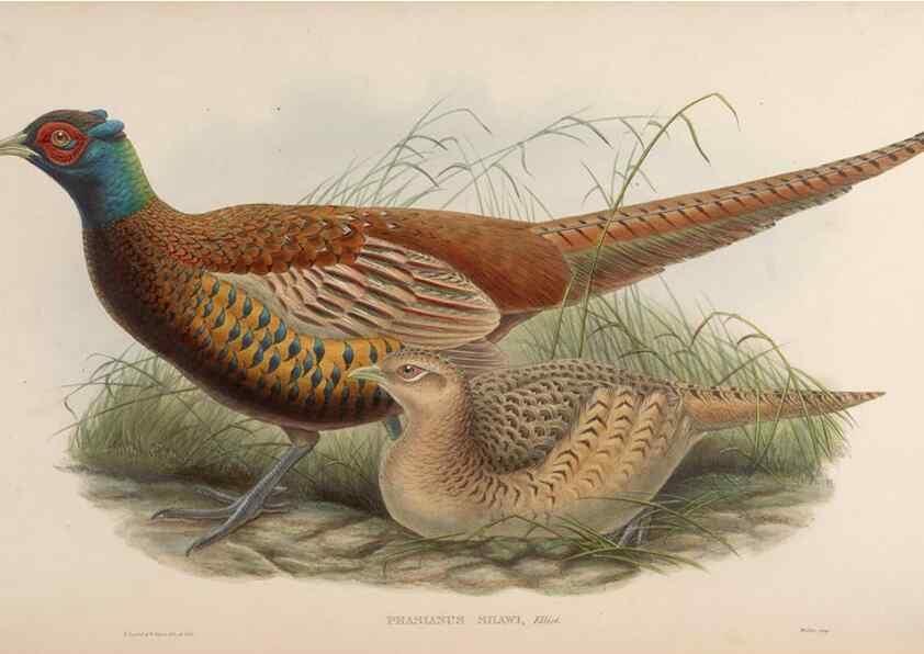 Reproducción/Reproduction 48630929602: Birds of Asia / by John Gould.. London :Printed by Taylor and Francis, pub. by the author,1850-1883.. 