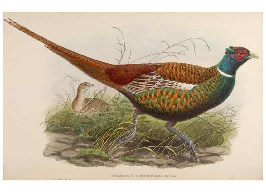 Reproducción/Reproduction 48630780451: Birds of Asia / by John Gould.. London :Printed by Taylor and Francis, pub. by the author,1850-1883.. 