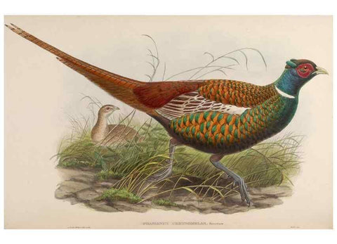 Reproducción/Reproduction 48630780451: Birds of Asia / by John Gould.. London :Printed by Taylor and Francis, pub. by the author,1850-1883.. 