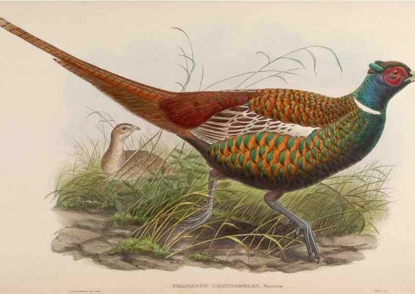 Reproducción/Reproduction 48630780451: Birds of Asia / by John Gould.. London :Printed by Taylor and Francis, pub. by the author,1850-1883.. 