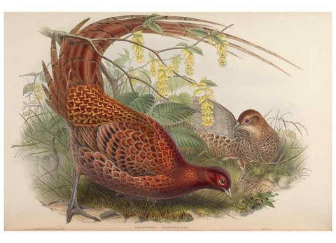 Reproducción/Reproduction 48630426598: Birds of Asia / by John Gould.. London :Printed by Taylor and Francis, pub. by the author,1850-1883.. 