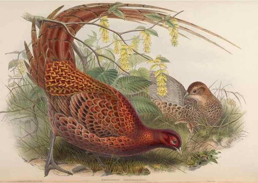 Reproducción/Reproduction 48630426598: Birds of Asia / by John Gould.. London :Printed by Taylor and Francis, pub. by the author,1850-1883.. 