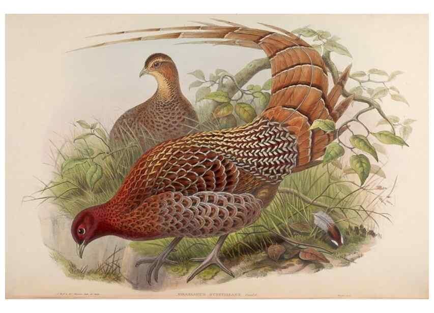 Reproducción/Reproduction 48630930797: Birds of Asia / by John Gould.. London :Printed by Taylor and Francis, pub. by the author,1850-1883.. 