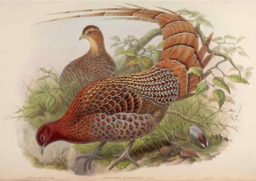 Reproducción/Reproduction 48630930797: Birds of Asia / by John Gould.. London :Printed by Taylor and Francis, pub. by the author,1850-1883.. 