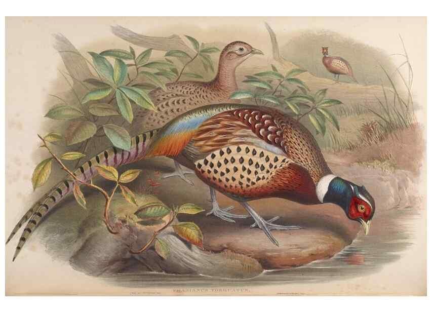 Reproducción/Reproduction 48630427438: Birds of Asia / by John Gould.. London :Printed by Taylor and Francis, pub. by the author,1850-1883.. 