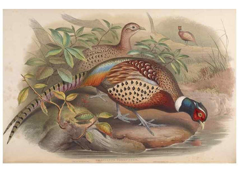 Reproducción/Reproduction 48630427438: Birds of Asia / by John Gould.. London :Printed by Taylor and Francis, pub. by the author,1850-1883.. 