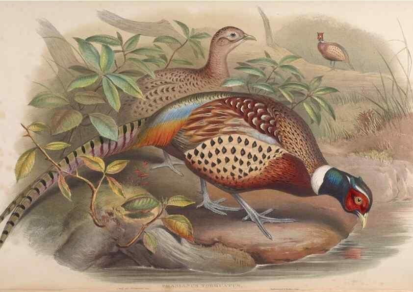 Reproducción/Reproduction 48630427438: Birds of Asia / by John Gould.. London :Printed by Taylor and Francis, pub. by the author,1850-1883.. 