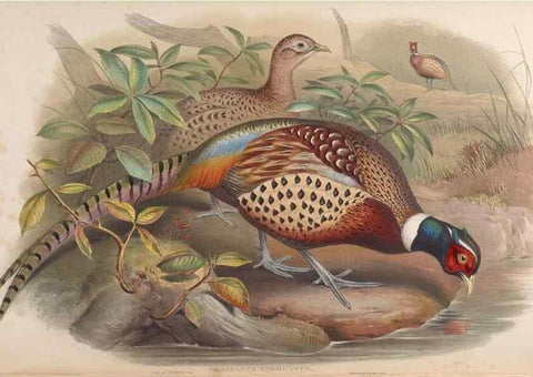 Reproducción/Reproduction 48630427438: Birds of Asia / by John Gould.. London :Printed by Taylor and Francis, pub. by the author,1850-1883.. 