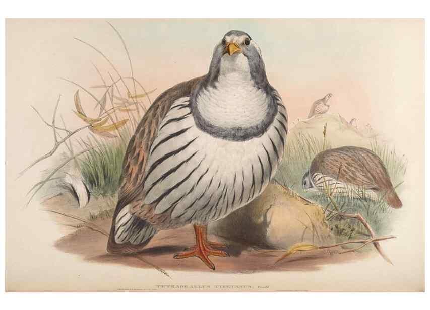 Reproducción/Reproduction 48630928262: Birds of Asia / by John Gould.. London :Printed by Taylor and Francis, pub. by the author,1850-1883.. 