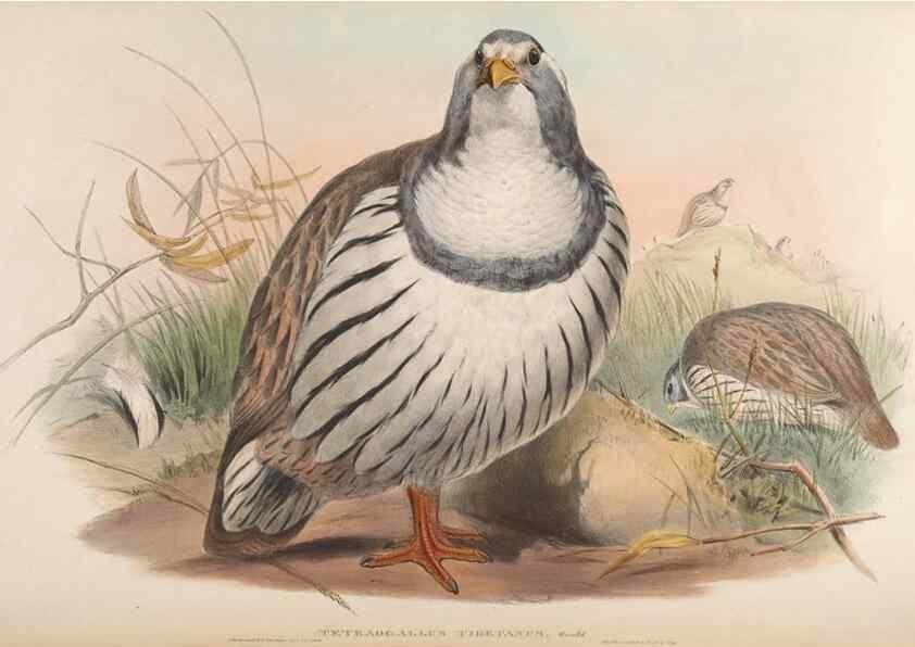 Reproducción/Reproduction 48630928262: Birds of Asia / by John Gould.. London :Printed by Taylor and Francis, pub. by the author,1850-1883.. 