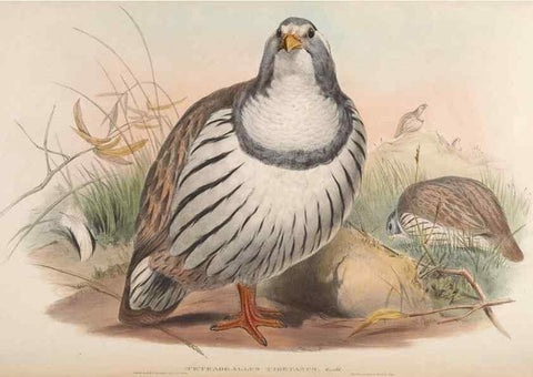 Reproducción/Reproduction 48630928262: Birds of Asia / by John Gould.. London :Printed by Taylor and Francis, pub. by the author,1850-1883.. 