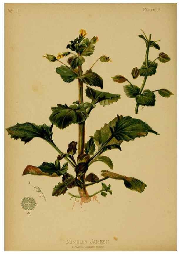 Reproducción/Reproduction 48630731698: The native flowers and ferns of the United States in their botanical, horticultural and popular aspects /. Boston :L. Prang and Co.,1879.. 