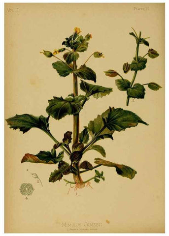 Reproducción/Reproduction 48630731698: The native flowers and ferns of the United States in their botanical, horticultural and popular aspects /. Boston :L. Prang and Co.,1879.. 