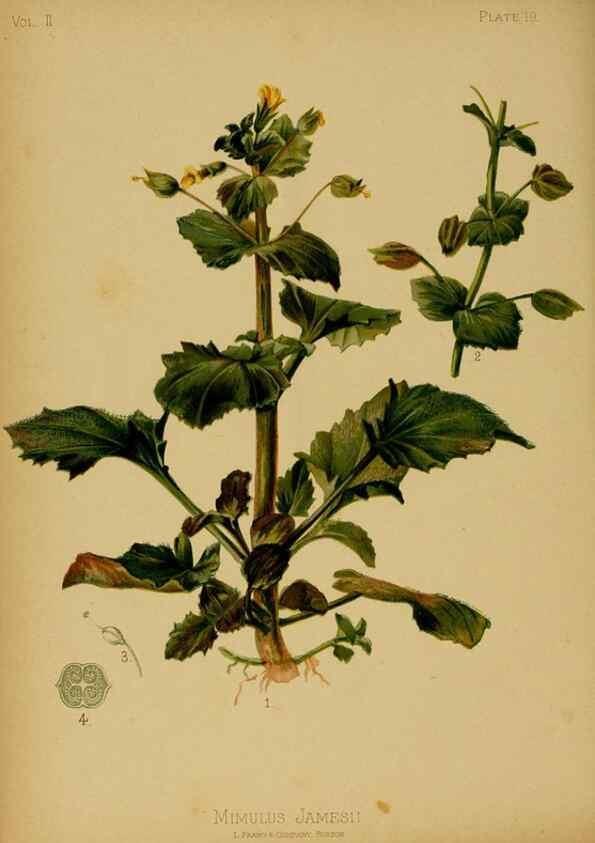 Reproducción/Reproduction 48630731698: The native flowers and ferns of the United States in their botanical, horticultural and popular aspects /. Boston :L. Prang and Co.,1879.. 