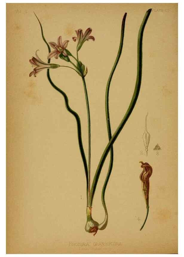Reproducción/Reproduction 48630732148: The native flowers and ferns of the United States in their botanical, horticultural and popular aspects /. Boston :L. Prang and Co.,1879.. 