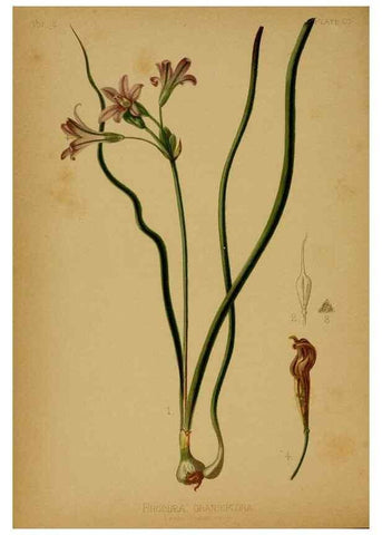 Reproducción/Reproduction 48630732148: The native flowers and ferns of the United States in their botanical, horticultural and popular aspects /. Boston :L. Prang and Co.,1879.. 