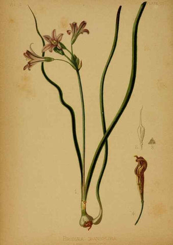 Reproducción/Reproduction 48630732148: The native flowers and ferns of the United States in their botanical, horticultural and popular aspects /. Boston :L. Prang and Co.,1879.. 