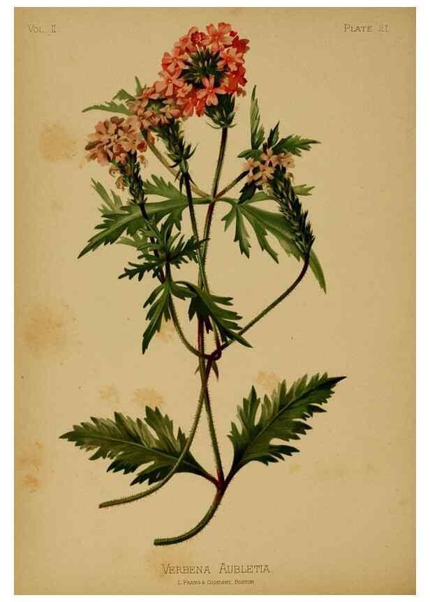 Reproducción/Reproduction 48631086726: The native flowers and ferns of the United States in their botanical, horticultural and popular aspects /. Boston :L. Prang and Co.,1879.. 