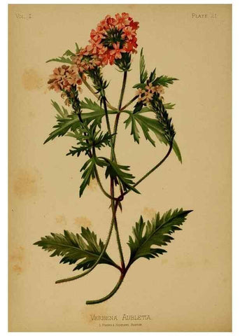 Reproducción/Reproduction 48631086726: The native flowers and ferns of the United States in their botanical, horticultural and popular aspects /. Boston :L. Prang and Co.,1879.. 