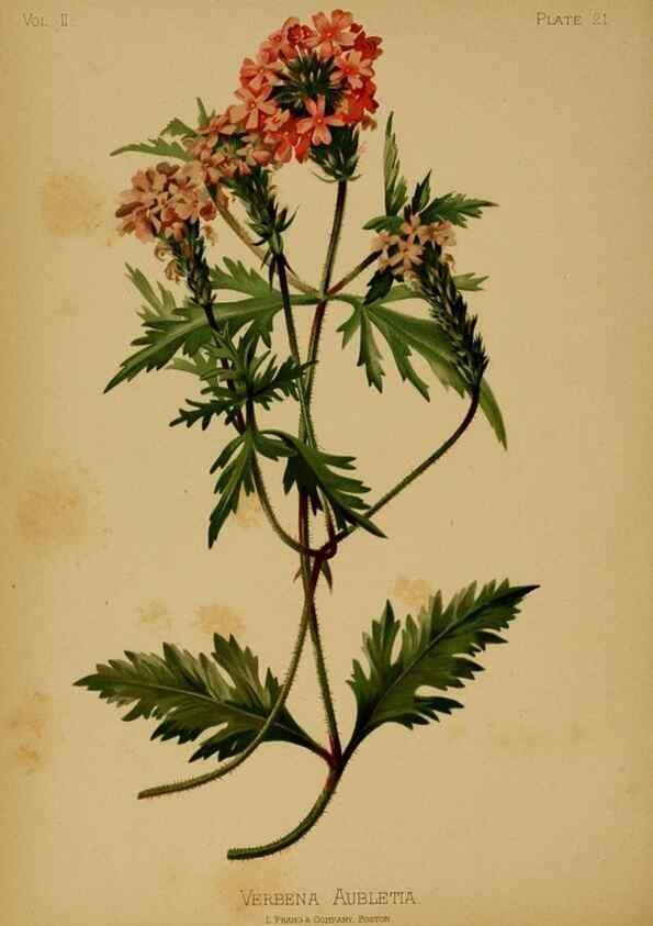 Reproducción/Reproduction 48631086726: The native flowers and ferns of the United States in their botanical, horticultural and popular aspects /. Boston :L. Prang and Co.,1879.. 