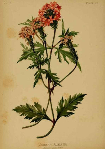 Reproducción/Reproduction 48631086726: The native flowers and ferns of the United States in their botanical, horticultural and popular aspects /. Boston :L. Prang and Co.,1879.. 