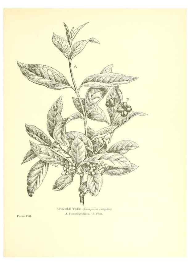Reproducción/Reproduction 48636032966: Trees and shrubs of the British Isles;. LondonDent1909. 