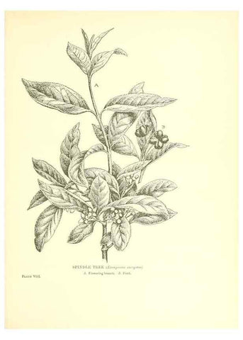 Reproducción/Reproduction 48636032966: Trees and shrubs of the British Isles;. LondonDent1909. 