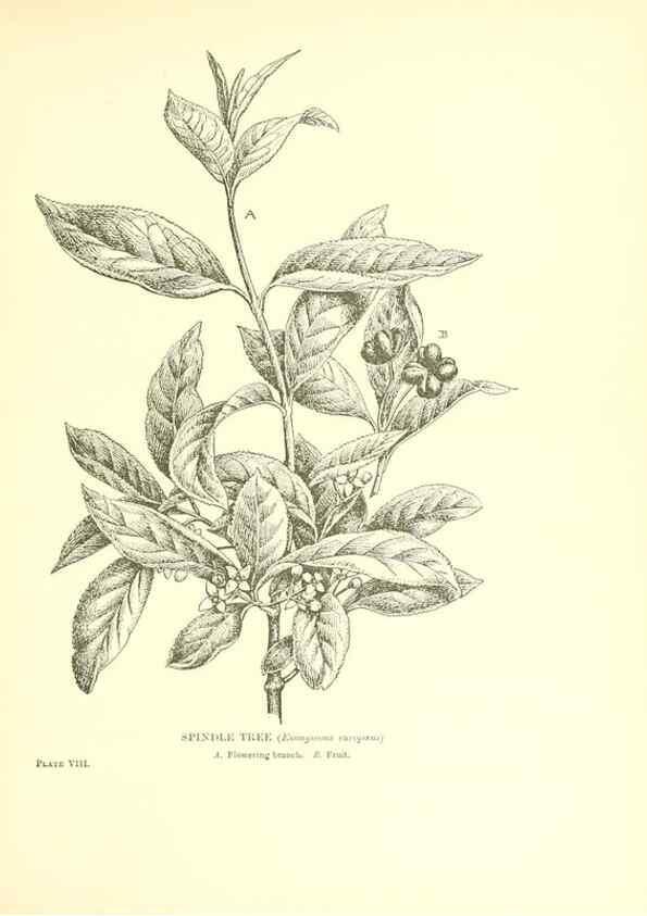Reproducción/Reproduction 48636032966: Trees and shrubs of the British Isles;. LondonDent1909. 