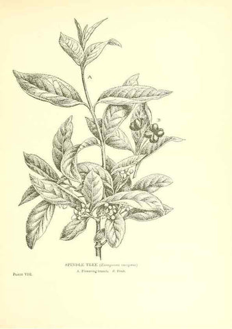 Reproducción/Reproduction 48636032966: Trees and shrubs of the British Isles;. LondonDent1909. 