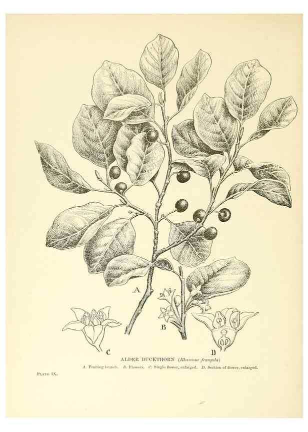 Reproducción/Reproduction 48636176077: Trees and shrubs of the British Isles;. LondonDent1909. 