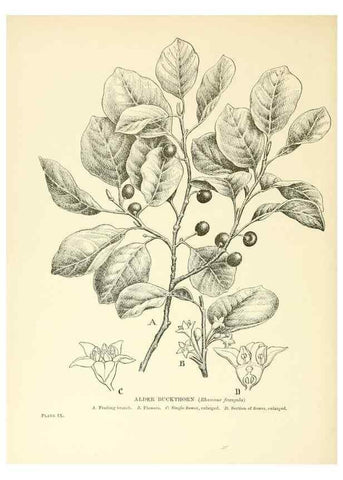 Reproducción/Reproduction 48636176077: Trees and shrubs of the British Isles;. LondonDent1909. 