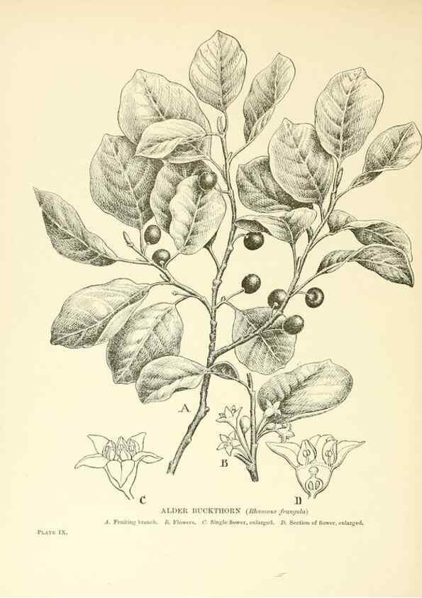 Reproducción/Reproduction 48636176077: Trees and shrubs of the British Isles;. LondonDent1909. 