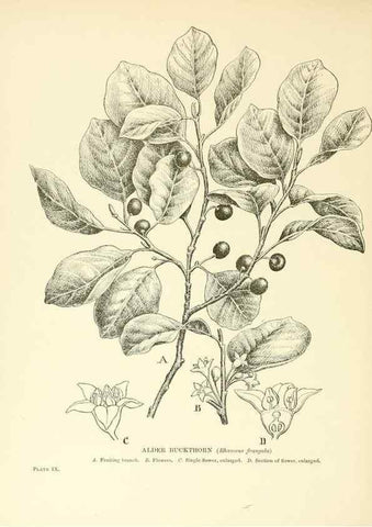 Reproducción/Reproduction 48636176077: Trees and shrubs of the British Isles;. LondonDent1909. 