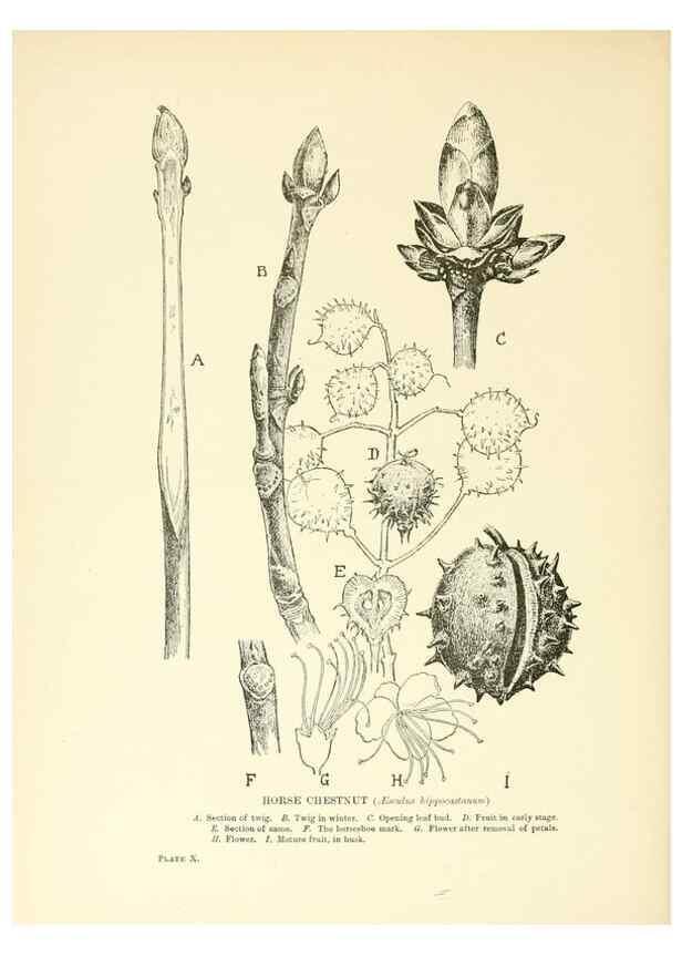 Reproducción/Reproduction 48636033471: Trees and shrubs of the British Isles;. LondonDent1909. 