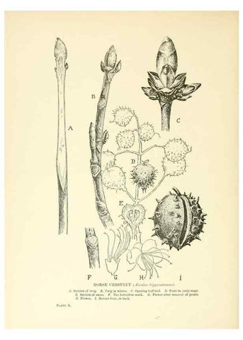 Reproducción/Reproduction 48636033471: Trees and shrubs of the British Isles;. LondonDent1909. 