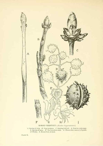 Reproducción/Reproduction 48636033471: Trees and shrubs of the British Isles;. LondonDent1909. 