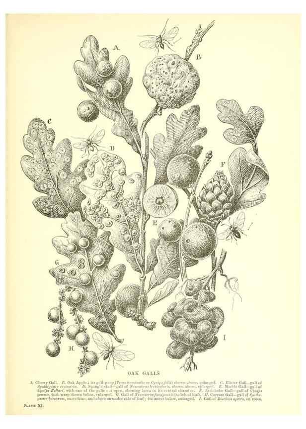 Reproducción/Reproduction 48636176477: Trees and shrubs of the British Isles;. LondonDent1909. 
