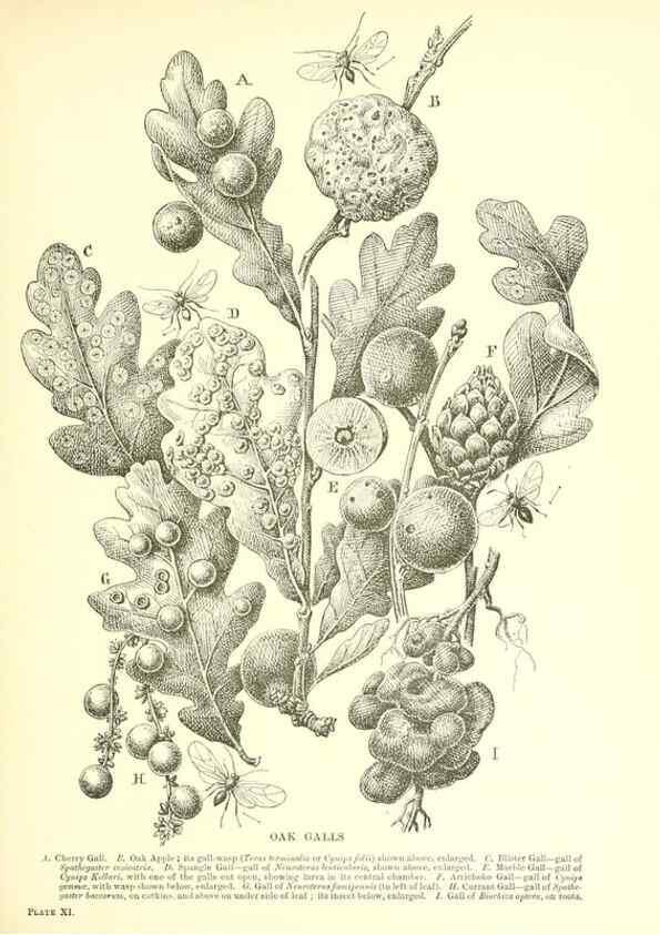 Reproducción/Reproduction 48636176477: Trees and shrubs of the British Isles;. LondonDent1909. 